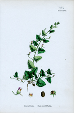 Sharp-leaved Fluellin