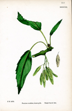 Simple-leaved Ash