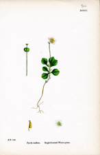 Single-flowered Winter-green