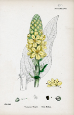 Great Mullein