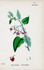 Woody Nightshade