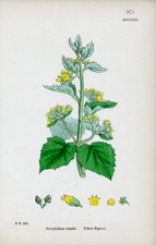 Yellow Figwort
