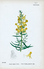 Yellow Toadflax