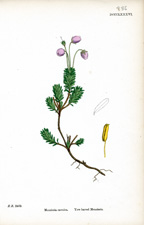 Yew-leaved Menziesia