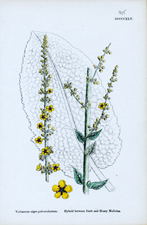 Hybrid between Dark and Hoary Mulleins