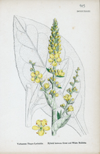 Hybrid between Great and White Mulleins