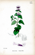 Bergamot Mint