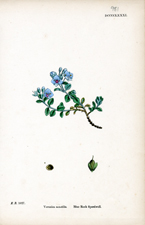 Blue Rock Speedwell