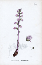 Bluish Broom-rape