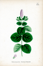 Broad-leaved Horse-mint