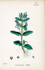 Brooklime