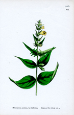 Common Cow-wheat