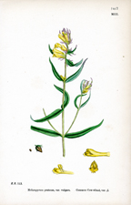 Common Cow-wheat