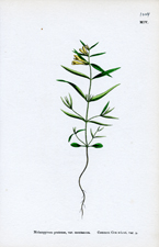 Common Cow-wheat