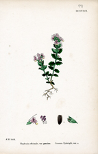 Common Eyebright