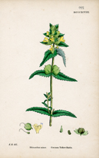 Common Yellow-Rattle