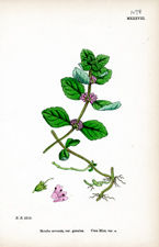 Corn Mint