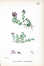 Creeping Wild Thyme
