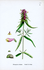 Crested Cow-wheat
