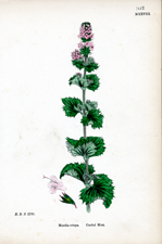 Curled Mint