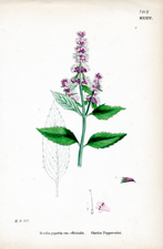 Garden Pepper-mint