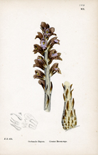 Greater Broom-rape