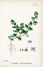 Green Precumbent Speedwell