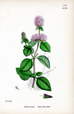 Hairy Water Mint