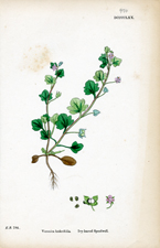 Ivy-leaved Speedwell