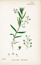 Marsh Speedwell