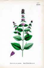 Marsh Whorled Mint