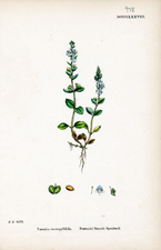 Perennial Smooth Speedwell