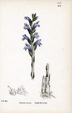 Purple Broom-rape