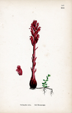 Red Broom-rape
