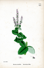 Round-leaved Mint