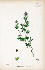 Trifid Speedwell