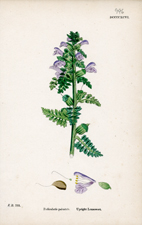 Upright Lousewort