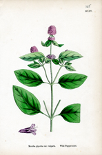 Wild Pepper-mint