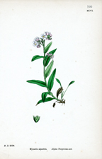 Alpine Forget-me-not