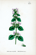 Black Horehound