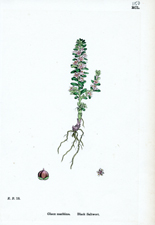Black Saltwort