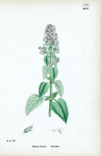 Cat-mint
