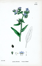 Common Alkanet
