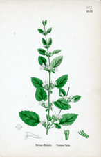 Common Balm