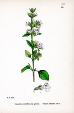 Common Calamint