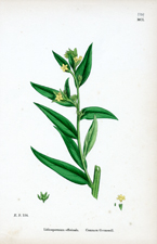 Common Gromwell