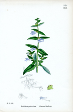 Common Scull-cap