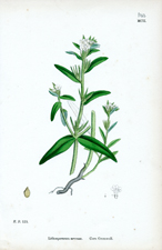 Corn Gromwell