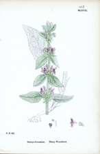 Downy Woundwort