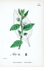 Evergreen Alkanet